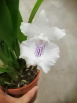 Кохлеантес белый фиолетовыми полосами орхидея
