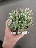 Крассула Вариегатная Расби суккулент KR2461 купить в Москве