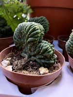 Трихоцереус Кристата KR4054 купить в Москве