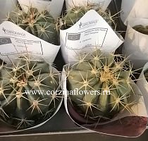 Ферокактус Гаетсии кактус KR999 купить в Москве