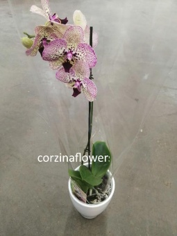 Фаленопсис Клеопатра в керамике Карли орхидея 12 см