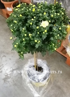 Хризантема желтая штамб 50-60 см в горшке OG45 купить в Москве