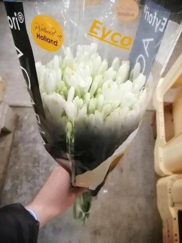 Агапантус белый Глетчер (срезка) — элегантный цветок для букетов и декора SR347 купить в Москве фото 2