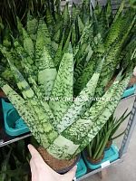 Сансевиерия Зейланика Фан KR925 купить в Москве