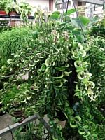 Эсхинантус Твистер подвесной KR214 купить в Москве