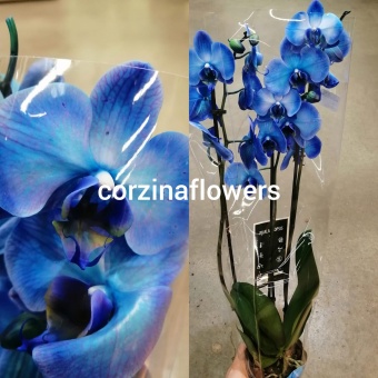 Орхидея Фаленопсис Королевский голубой, 3 ств 12 см