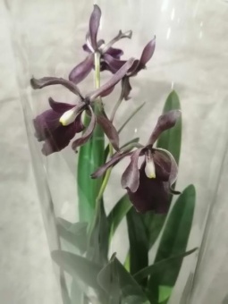 Орхидея нет сорта 9см