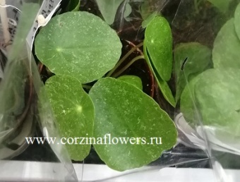 Пилея Шугар 12 https://corzinaflowers.ru/catalog/komnatnye_rasteniya_i_tsvety/2754/