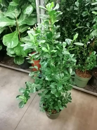 Фикус микрокарпа Моклэйм 130-150 см KR978 купить в Москве