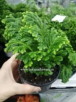 Селагинелла Мартенси Йори в горшке KR567 купить в Москве