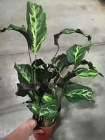 Калатея Конфьюжн 40-50см KR2547 купить в Москве