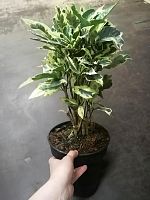 Кодиеум кротон Тамара 40-60см KR2518 купить в Москве