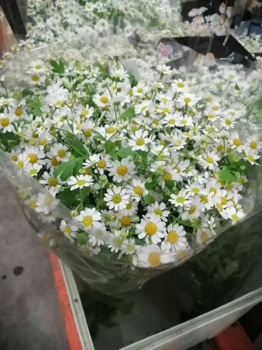 Танацетум Матрикария ромашка 25 штук SR598 купить в Москве
