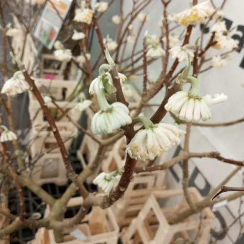 Магнолия Блаш ветки живые для декора SR1082 купить в Москве фото 2