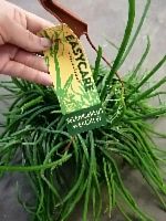 Селеницереус Королева Ночи рипсалис подвесной KR2817 купить в Москве