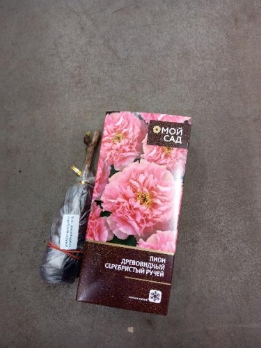 Пион древовидный Серебристый Ручей саженец OG4 купить в Москве фото 4