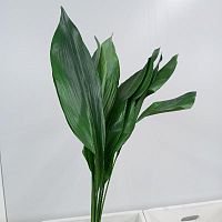 Ветки Аспидистры срезка SR1091 купить в Москве