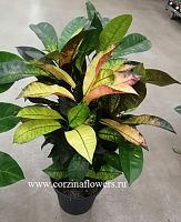 Кодиеум кротон Миссис Айстон 80-100 см KR240 купить в Москве