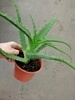 Комнатное растение Алое Комнатное растение Алое
