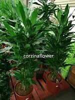 Драцена фрагранс Джанет Линд бранч 150-170 см KR2389 купить в Москве