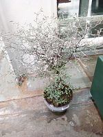 Корокия Кизильниковая KR2585 купить в Москве