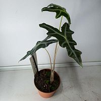 Алоказия Нобилис KR1992 купить в Москве