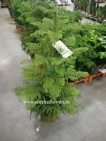 Араукария Гетерофила 110-130см KR554 купить в Москве