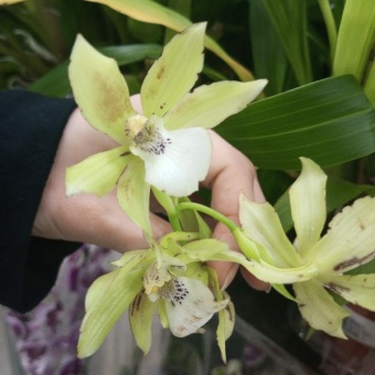 Зигопеталум желтый гибрид орхидея  12