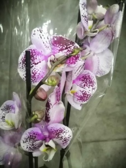 Фаленопсис Амур орхидея 12см