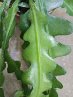 Эпифиллум Ангулигер лесной кактус KR117 купить в Москве