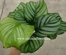 Калатея Орбифолия 25-30 см KR121 купить в Москве