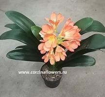 Кливия Миниата, киноварная, кафрская лилия 30-40 см DZ125 купить в Москве