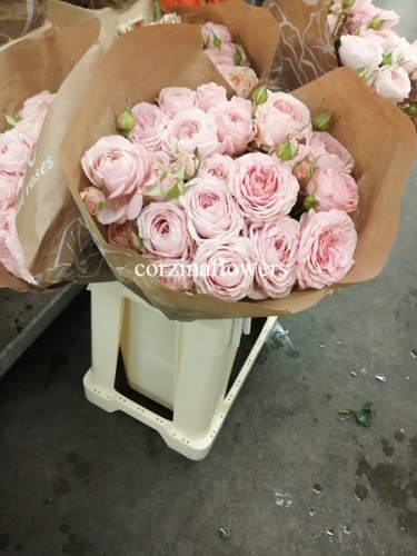 Роза кустовая Лавз ми вис фатал эттрекшн срезка SR436 купить в Москве