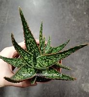 Алое Витро суккулент KR796 купить в Москве