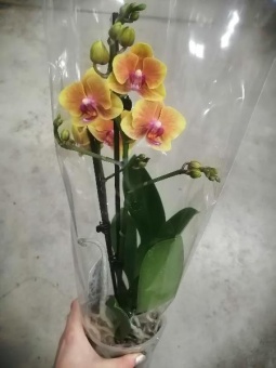 Фаленопсис Грация орхидея 2 цв 