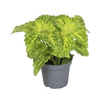 Колеус Майн Стрит ривер Волк KR4066 купить в Москве