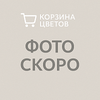 Аглаонема Джангл Ред KR3960 купить в Москве