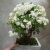 Бонсай Пирканта 15 https://corzinaflowers.ru/catalog/komnatnye_rasteniya_i_tsvety/bonsay/bonsay_pirkanta/10332/