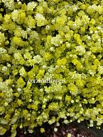 Гипсофила желтая срезка из 25 шт SR358 купить в Москве