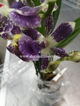 Орхидея Зигопеталум гибрид 173 ароматный  12
