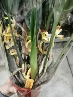 Максиллярия желто-оранжевая орхидея 12см