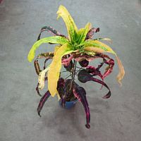 Кротон (Кодиеум) Занзибар 70-80см KR3488 купить в Москве