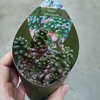 Седум (очиток) Фурфурацеум KR3398 купить в Москве