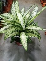 Диффенбахия Везувиус KR1094 купить в Москве