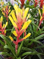 Гузмания Диситифлора DZ1017 купить в Москве