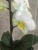 Фаленопсис гибрид орхидея О477 купить в Москве