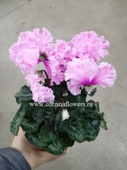 Цикломен светло-розовый Меренга DZ253 10 https://corzinaflowers.ru/catalog/komnatnye_rasteniya_i_tsvety/2242/