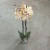 Орхидея фаленопсис персиково-желтая Карина 2 цветоносца https://corzinaflowers.ru/catalog/komnatnye_rasteniya_i_tsvety/orkhidei_komnatnye/orkhideya_falenopsis/587/