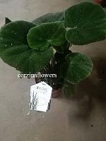 Бегония Масониана KR1608 купить в Москве