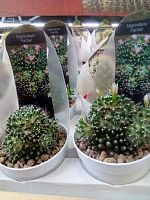 Маммиллярия Пэинтери кактус KR3645 купить в Москве